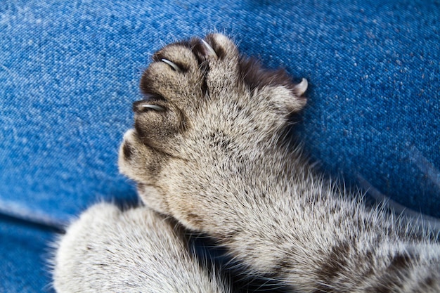 グレーの猫の足のクローズアップは,テクスチャーされたブルーのデニムで