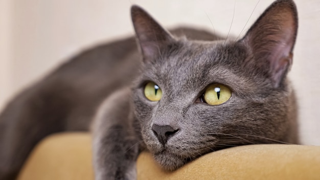 Primo piano di un gatto grigio che mente e chiude gli occhi