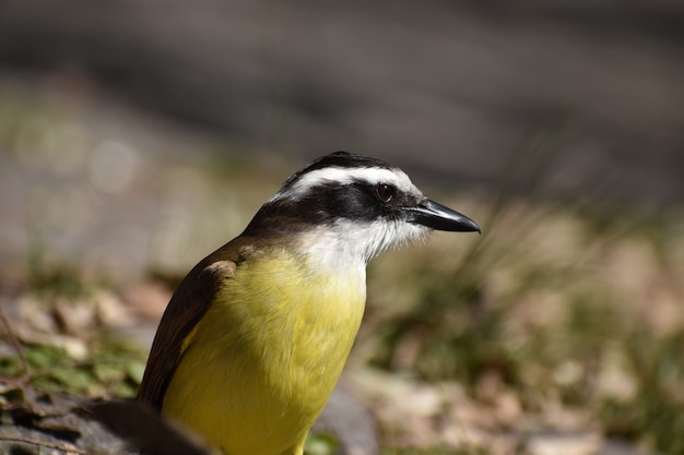 큰 kiskadee (Pitangus sulphuratus)의 근접 촬영 (bienteveo comun)