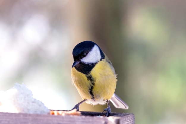 Closeup of a great tit bird sitting on the branch of a tree