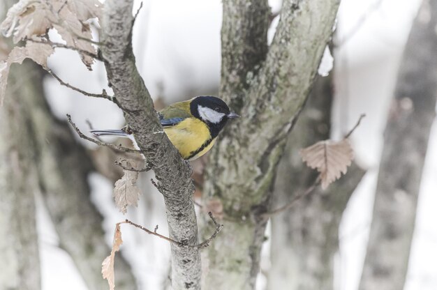 Closeup of a Great Tit Parus major perched on a tree branch