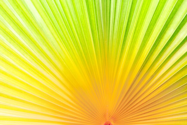 Closeup gredient kleurruis palm blad voor abstracte achtergrond