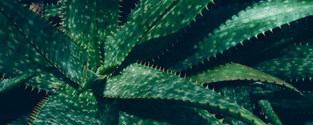 Closeup of green aloe vera plant