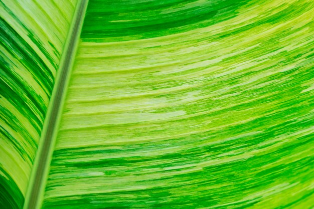 Photo closeup of green banana leaf texture for abstract background. 