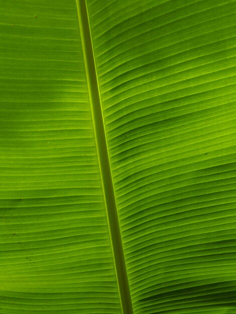 緑のバナナの葉の植物のクローズアップ