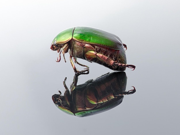 Photo closeup of a green beetle with reflection on a black acrylic board