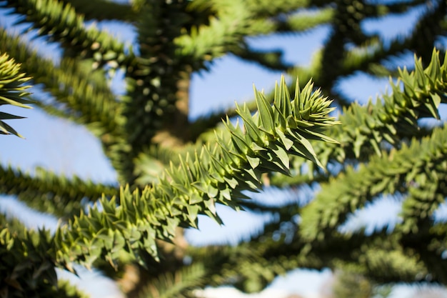 Closeup of green branches of a araucaria tree