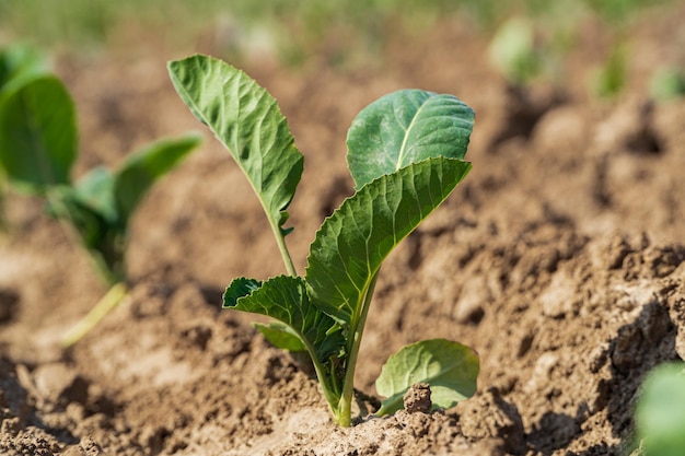 Closeup of green cabbage sprouts planted in neat rows Green young cabbage plants growing from the soil