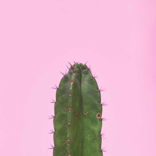 Closeup green Cactus on pastel pink background