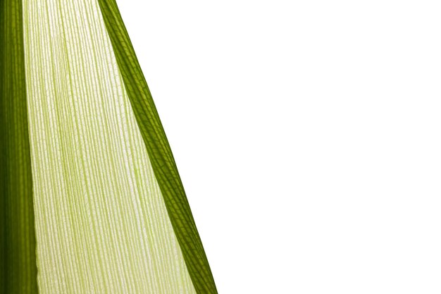 Photo closeup of green corn leaves