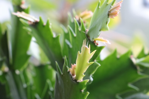 Closeup on a green Decembrist plant Home plant