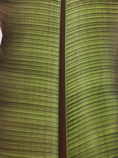 Closeup of green exotic tropical palm leaf Summer nature background