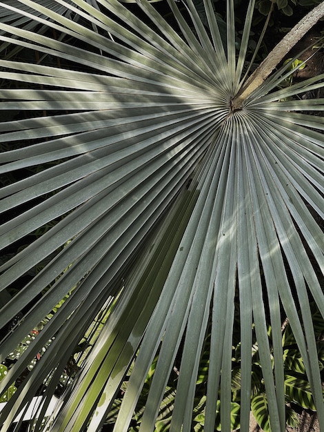 Крупный план зеленых экзотических тропических пальмовых листьев Летний фон природы