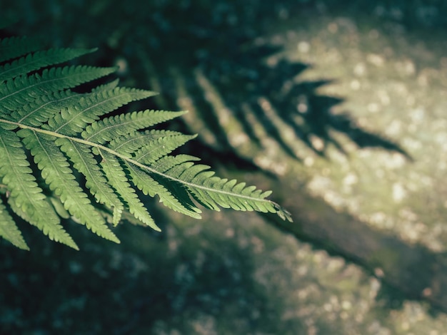 Closeup  green fern leaves texture in nature