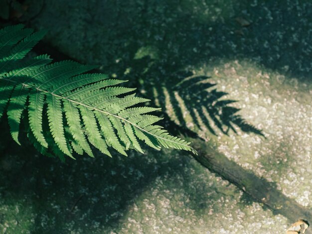 Photo closeup  green fern leaves texture in nature