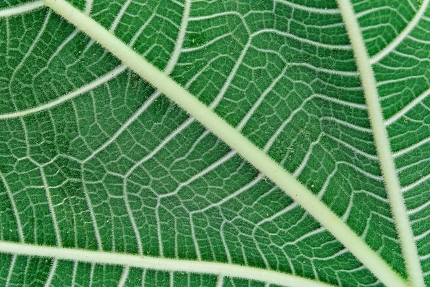 Closeup of a green fig tree leaf back side of the leaf idea for a background or screensaver Botany