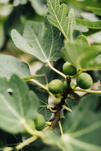 Closeup of green figs on tree branches