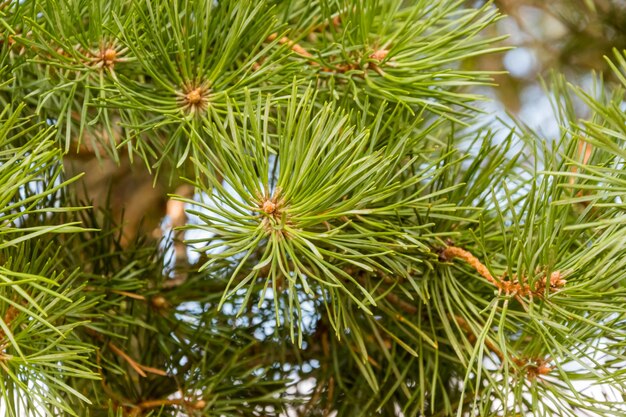 Closeup of a green fir tree on a sunny day