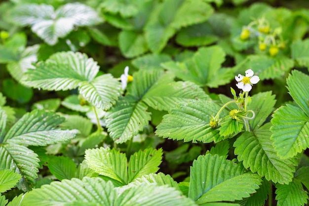 Closeup of green foliage berries flowers wild strawberry on blurred green background summer forest