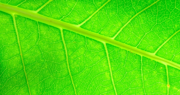 Closeup of green foliage greenery background