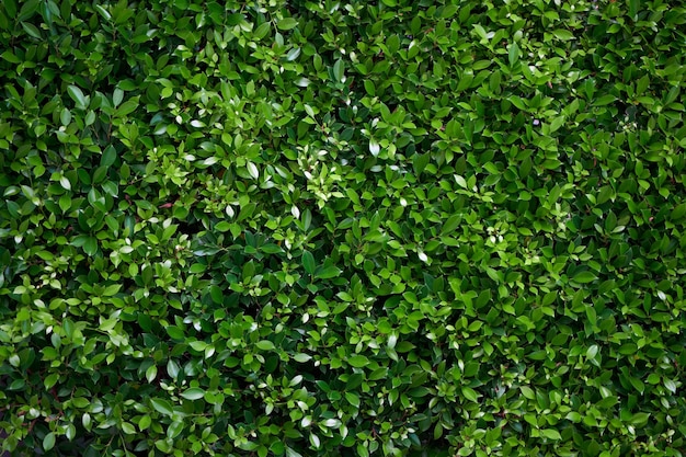 Closeup of the green foliage of a pruned bush