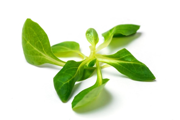 Closeup of green fresh spinach leaves on white isolated background. Healthy diet, vegetarian food, summer vegetables
