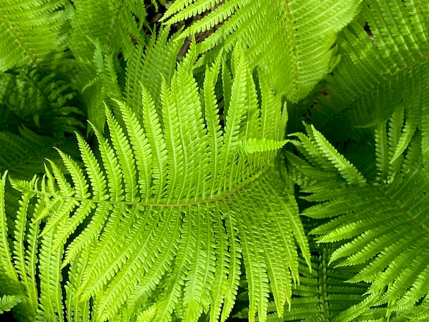 A closeup of the Green fronds on a Lady fern, a species of Athyrium filix-femina