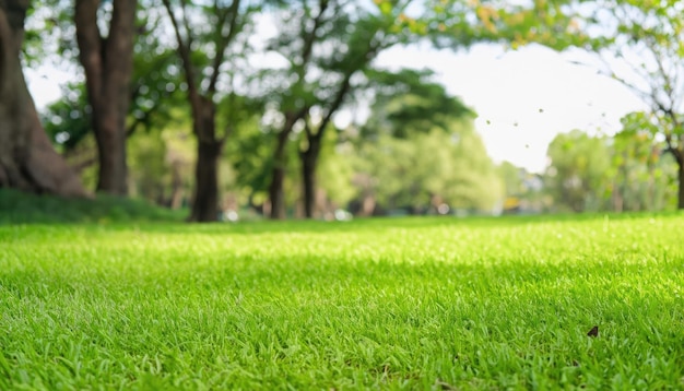 Closeup green grass field with tree blur park background Spring and summer