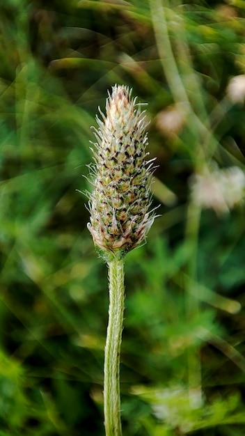 Closeup of green grass in the field