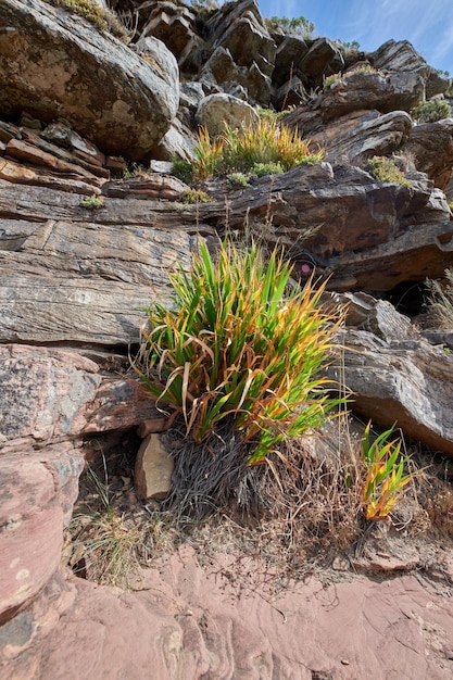 南アフリカの山に生えている緑の草のクローズアップケープタウンライオンズの頭の静かな朝の活気に満ちた芽と茂み自然と調和した岩の多い地形のテクスチャとパターン