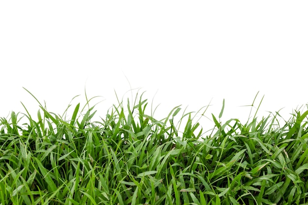 Closeup of green grass isolated on white