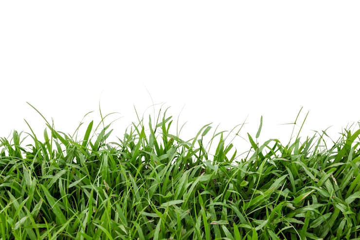 Photo closeup of green grass isolated on white