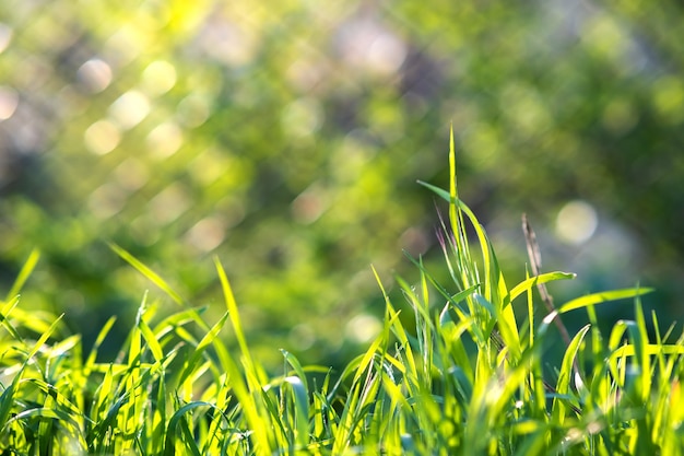 Primo piano di steli di erba verde sul prato estivo.