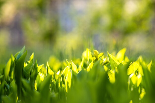 Closeup of green grass stems on summer lawn.