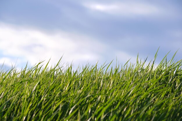 Closeup of green grass with long blades growing on lawn in summer