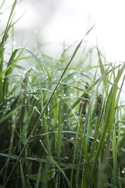 Closeup of green grass with water drops Morning dew on summer field