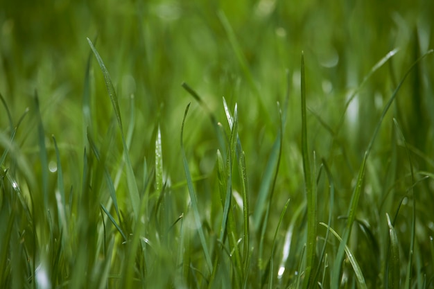 Closeup of green grass