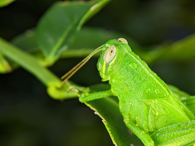 Closeup green Grasshoppers Grasshopper are a group of insects belonging to the suborder Caelifera