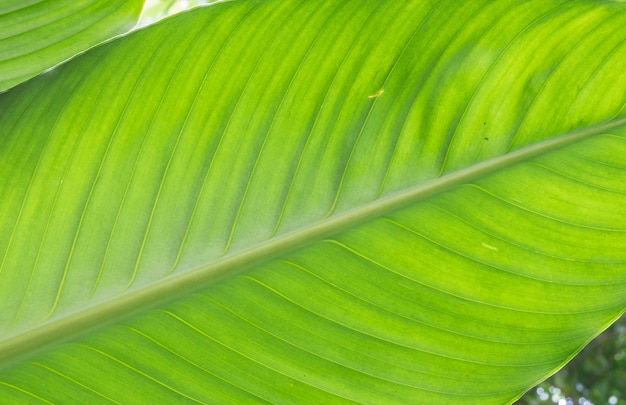 Closeup at green leaf background