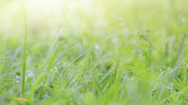 Closeup of green leaf on blurred background in garden 