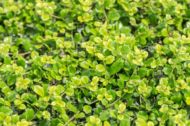 Closeup of green leaf on blurred background in garden 