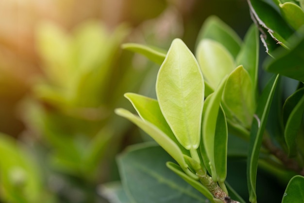 Foto foglia verde in primo piano nel giardino su uno sfondo sfocato