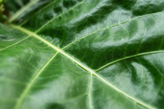 Closeup Green leaf of Morinda Citrifolia Noni fruit natural background