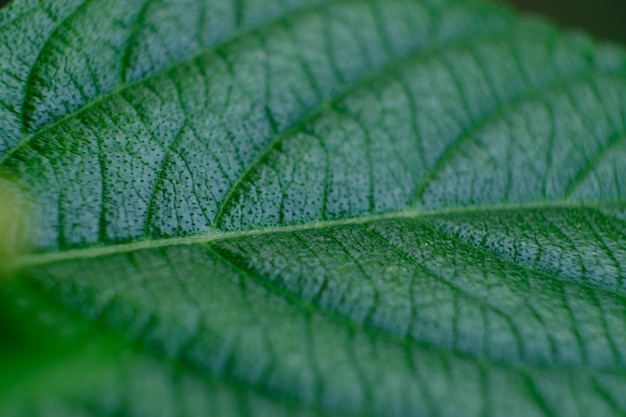 緑の葉の表面、ランタナ カマラ花葉のクローズ アップ。光合成のための緑の葉。ナチュラル