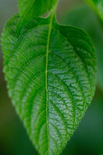 closeup of green leaf surface, lantana camara flower leaf. green leaves for photosynthesis. natural