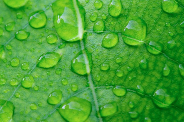 Closeup of green leaf texture with water drops