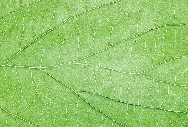Photo closeup of green leaf veins texture natural pattern background