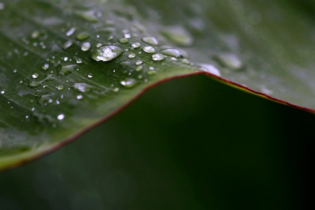 Foto primo piano della foglia verde con le gocce dell'acqua