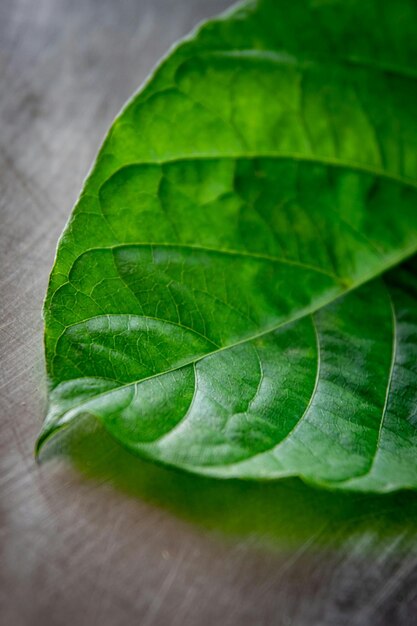 Foto close-up della foglia verde