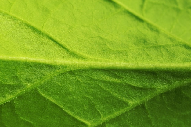 Closeup of green leaf